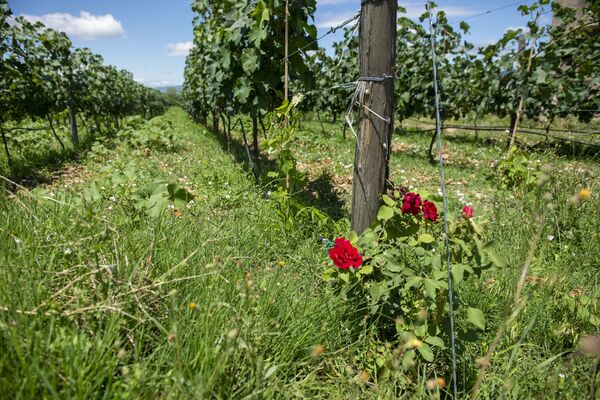 აშინებთ თუ არა ქართველ მეღვინეებს ახალი ემბარგო? აშინებთ თუ არა ქართველ მეღვინეებს ახალი ემბარგო? - Sputnik საქართველო