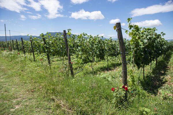 აშინებთ თუ არა ქართველ მეღვინეებს ახალი ემბარგო? აშინებთ თუ არა ქართველ მეღვინეებს ახალი ემბარგო? - Sputnik საქართველო