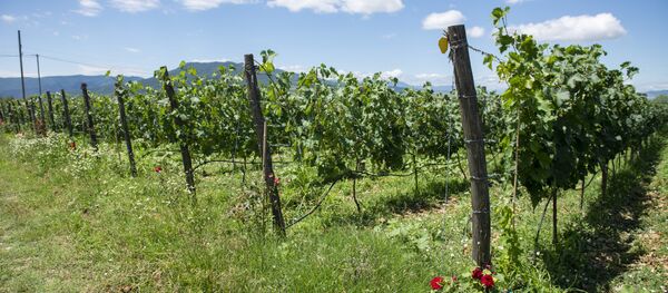 ვენახი ვენახი - Sputnik საქართველო