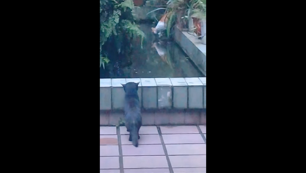 Коварный кот подшутил над засмотревшимся на рыб сородичем – забавное видео - Sputnik Грузия