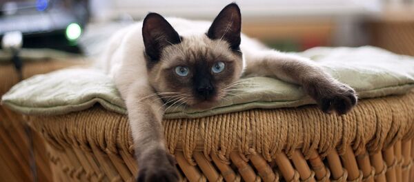 Тайская кошка Тайская кошка - Sputnik Грузия