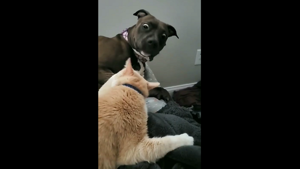 Кот царапнул собаку в ответ на нежности, и ее реакция бесценна – видео - Sputnik Грузия