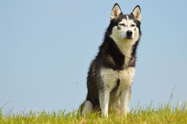 ჰასკი - Sputnik საქართველო