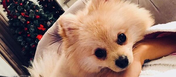 შორენა ბეგაშვილის ძაღლი - Sputnik საქართველო