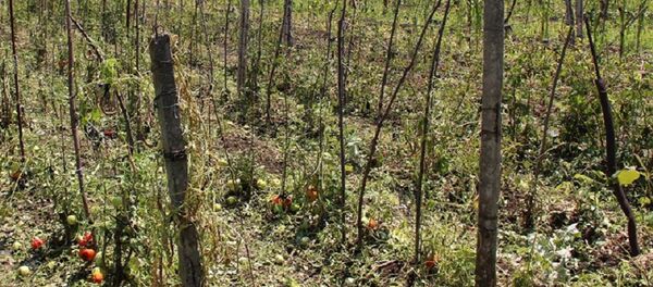 Пострадавший от непогоды урожай в Марнеульском районе - Sputnik Грузия