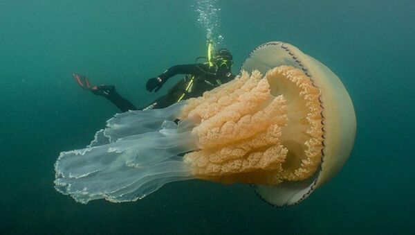 Гигантскую медузу сняли на видео на побережье Великобритании - Sputnik Грузия