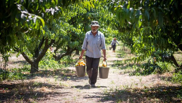 Грузинский фермер рассказал о том, как отправляет в Россию урожай персиков - Sputnik Грузия