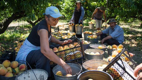 Сбор урожая персиков в Кахети - Sputnik Грузия