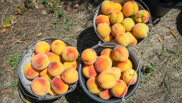 Сбор урожая персиков в Кахети - Sputnik Грузия