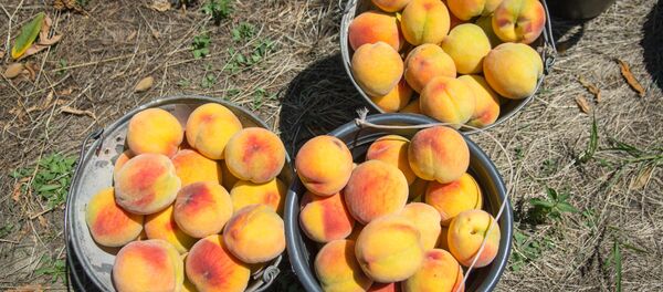 Сбор урожая персиков в Кахети - Sputnik Грузия