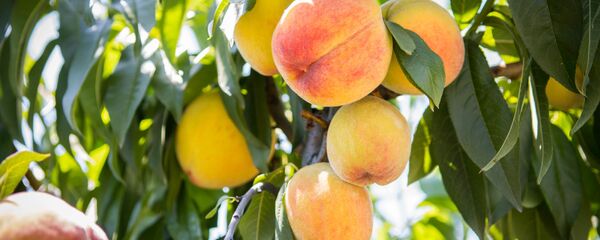 ატამი ატამი - Sputnik საქართველო