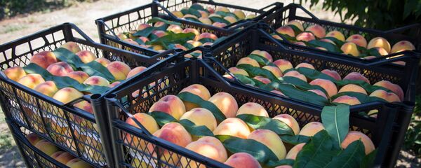 Сбор урожая персиков в Кахети - Sputnik Грузия