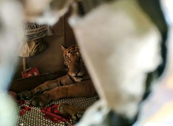 Тигр из национального парка Казиранга прячется в одном из помещений зоомагазина, спасаясь от наводнения - Sputnik Грузия