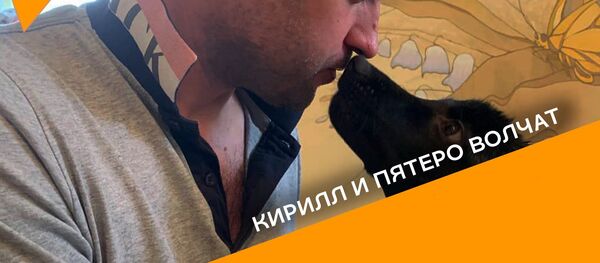 Любитель животных спасает и растит волчат - видео - Sputnik Грузия