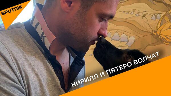 Любитель животных спасает и растит волчат - видео - Sputnik Грузия