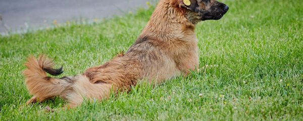 მიუსაფარი ძაღლი მიუსაფარი ძაღლი - Sputnik საქართველო