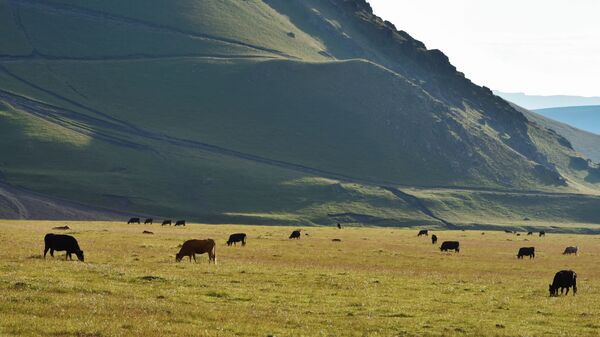 Пастбище коров в окрестностях горы Казбек - Sputnik Грузия