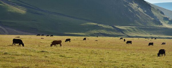 Пастбище коров в окрестностях горы Казбек - Sputnik Грузия