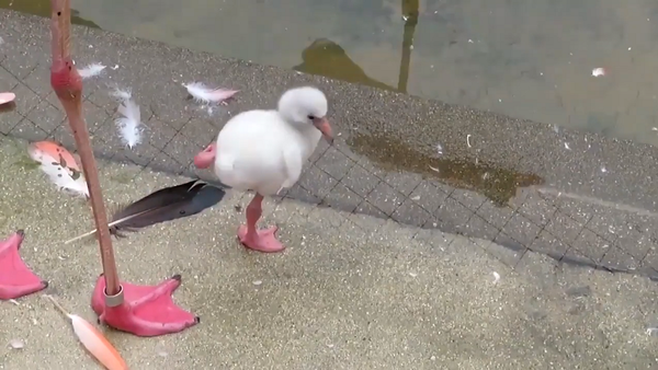 Маленький фламинго учится стоять на одной ноге – милое видео покорило Сеть - Sputnik Грузия