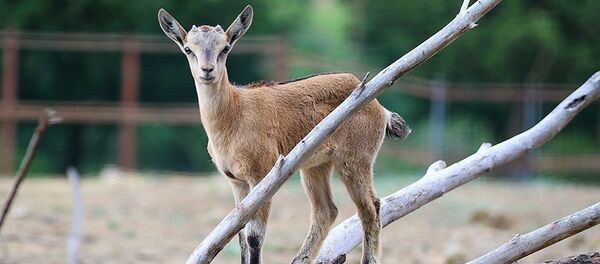 ნიამორი - Sputnik საქართველო