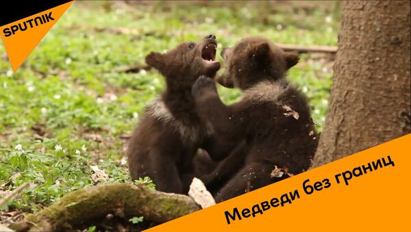 Медведи без границ - видео - Sputnik Грузия