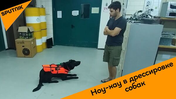 В Израиле создали пульт управления собакой – видео - Sputnik Грузия