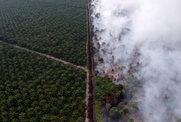 Вид с воздуха на лесной пожар в Индонезии - Sputnik Грузия