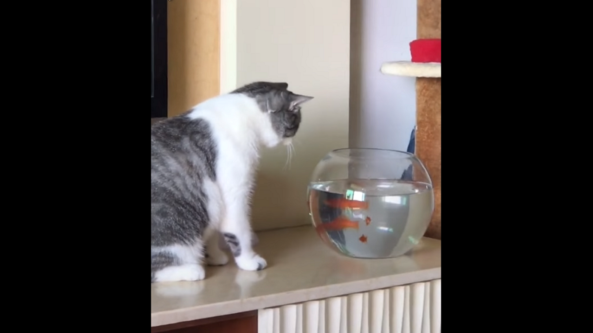 Золотая рыбка дала пощечину засмотревшемуся на нее коту – забавное видео - Sputnik Грузия, 1920, 12.01.2022