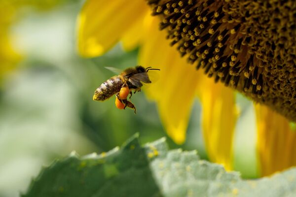 ფუტკარი მზესუმზირის ყვავილზე - Sputnik საქართველო