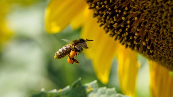 Пчела на цветке подсолнечника в Краснодарском крае - Sputnik Грузия