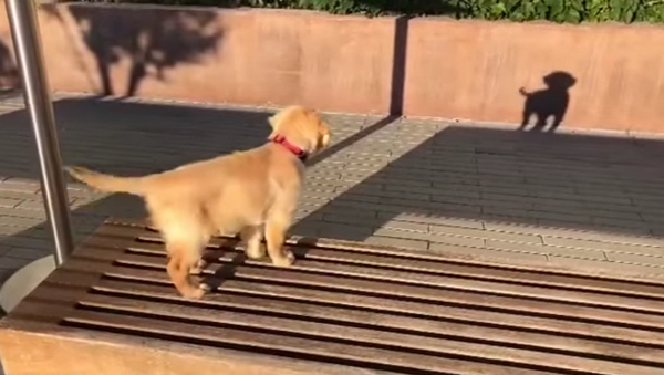 Собака впервые увидела свою тень и покорила реакцией Сеть – видео - Sputnik Грузия
