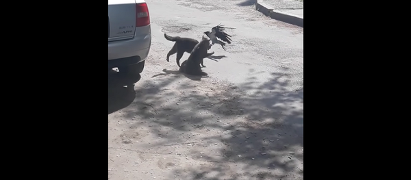 Ворона пытается разнять двух дерущихся котов – необычное видео - Sputnik Грузия