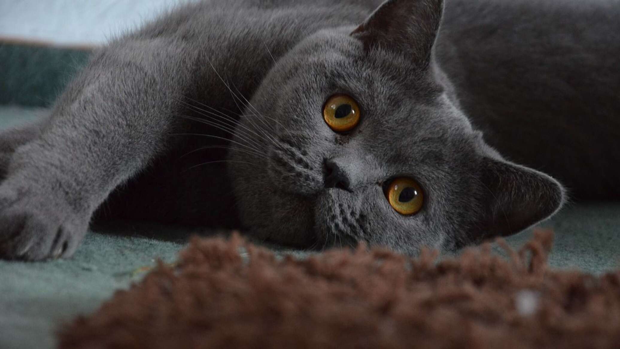 Британская Короткошерстная Кошка Фото Серая