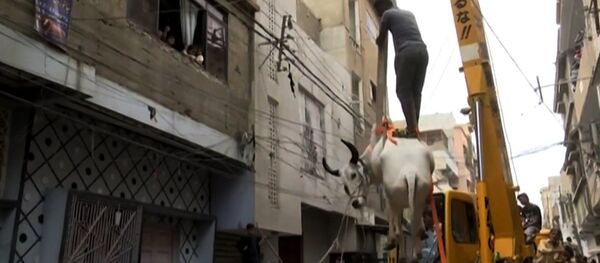 Как готовятся к Курбан-Байраму в Пакистане? Как готовятся к Курбан-Байраму в Пакистане? - Sputnik Грузия