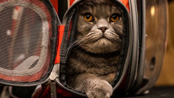 კატა Thunder Folds კატების მოდის ჩვენების Algonquin Hotel’s Annual Cat Fashion Show დაწყებამდე ნიუ-იორკში - Sputnik საქართველო