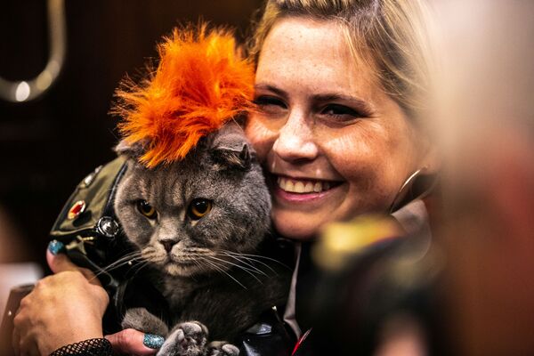 კატა Thunder Folds კატების მოდის ჩვენების Algonquin Hotel’s Annual Cat Fashion Show დაწყებამდე ნიუ-იორკში - Sputnik საქართველო