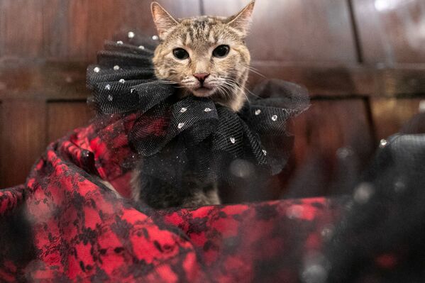 კატა Mrs.Parberry ფლამენკოს სტილში Algonquin Hotel’s Annual Cat Fashion Show დროს ნიუ-იორკში - Sputnik საქართველო