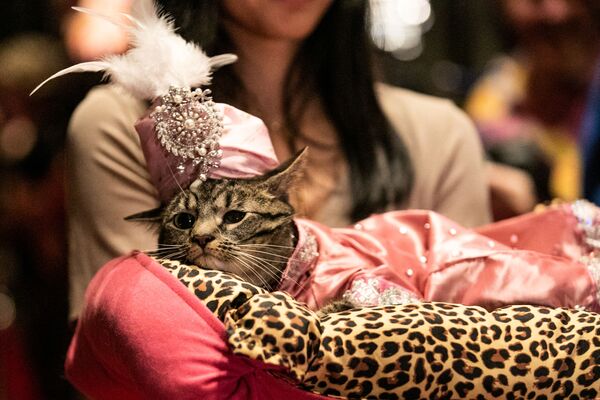 კატა Sakie კატების მოდის ჩვენების Algonquin Hotel’s Annual Cat Fashion Show დროს ნიუ-იორკში - Sputnik საქართველო
