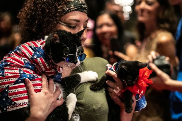 კატები Balboo და Figaro პოდიუმზე კატების მოდის ჩვენების Algonquin Hotel’s Annual Cat Fashion Show დროს ნიუ-იორკში - Sputnik საქართველო