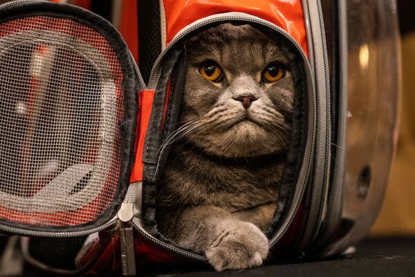 კატა Thunder Folds Cat კატების მოდის ჩვენების Algonquin Hotel’s Annual Cat Fashion Show დაწყებამდე ნიუ-იორკში - Sputnik საქართველო