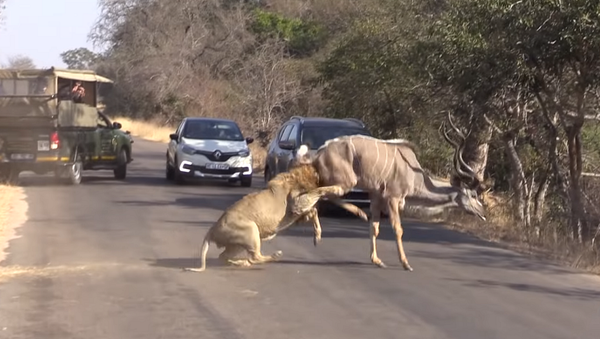 Лев набросился на антилопу на глазах у десятка автомобилистов – видео - Sputnik Грузия