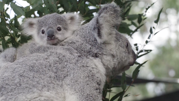 В Австралии выбрали самую милую коалу континента – видео - Sputnik Грузия