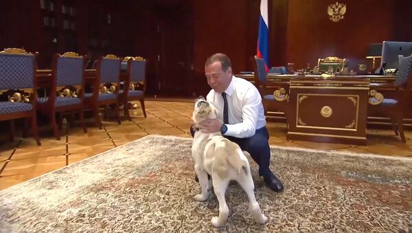 Медведев показал подросшего щенка, подаренного президентом Туркмении - видео - Sputnik Грузия