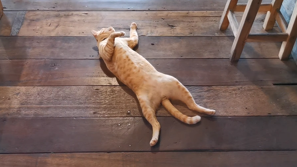 Очень ленивая кошка мешает ресторану работать нормально – смешное видео - Sputnik Грузия