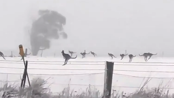 Такое увидишь не каждый день: прыгающие по снегу кенгуру покорили соцсети – видео - Sputnik Грузия