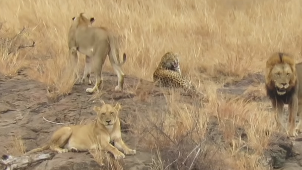 Леопард забрел на территорию львов и оказался окружен – волнующий момент попал на видео - Sputnik Грузия