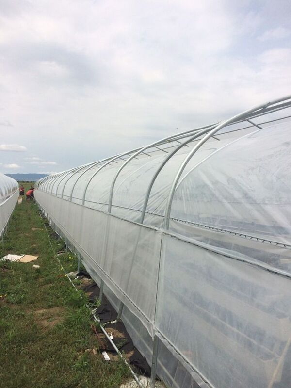 სასათბურე ტექნოლოგიები: როგორ მოვიყვანოთ ბოსტნეული იაფად შემოდგომა–ზამთარში სასათბურე ტექნოლოგიები: როგორ მოვიყვანოთ ბოსტნეული იაფად შემოდგომა–ზამთარში - Sputnik საქართველო