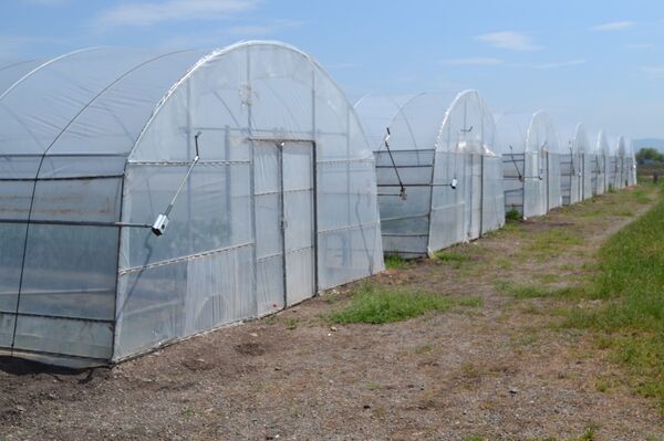 სასათბურე ტექნოლოგიები: როგორ მოვიყვანოთ ბოსტნეული იაფად შემოდგომა–ზამთარში სასათბურე ტექნოლოგიები: როგორ მოვიყვანოთ ბოსტნეული იაფად შემოდგომა–ზამთარში - Sputnik საქართველო