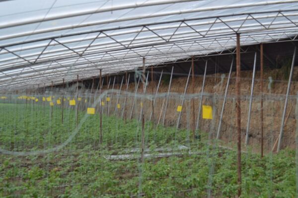 სასათბურე ტექნოლოგიები: როგორ მოვიყვანოთ ბოსტნეული იაფად შემოდგომა–ზამთარში სასათბურე ტექნოლოგიები: როგორ მოვიყვანოთ ბოსტნეული იაფად შემოდგომა–ზამთარში - Sputnik საქართველო