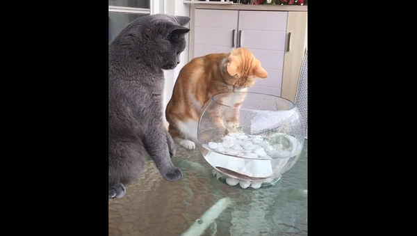Кот защищает аквариумную рыбку от сородича – забавное видео - Sputnik Грузия